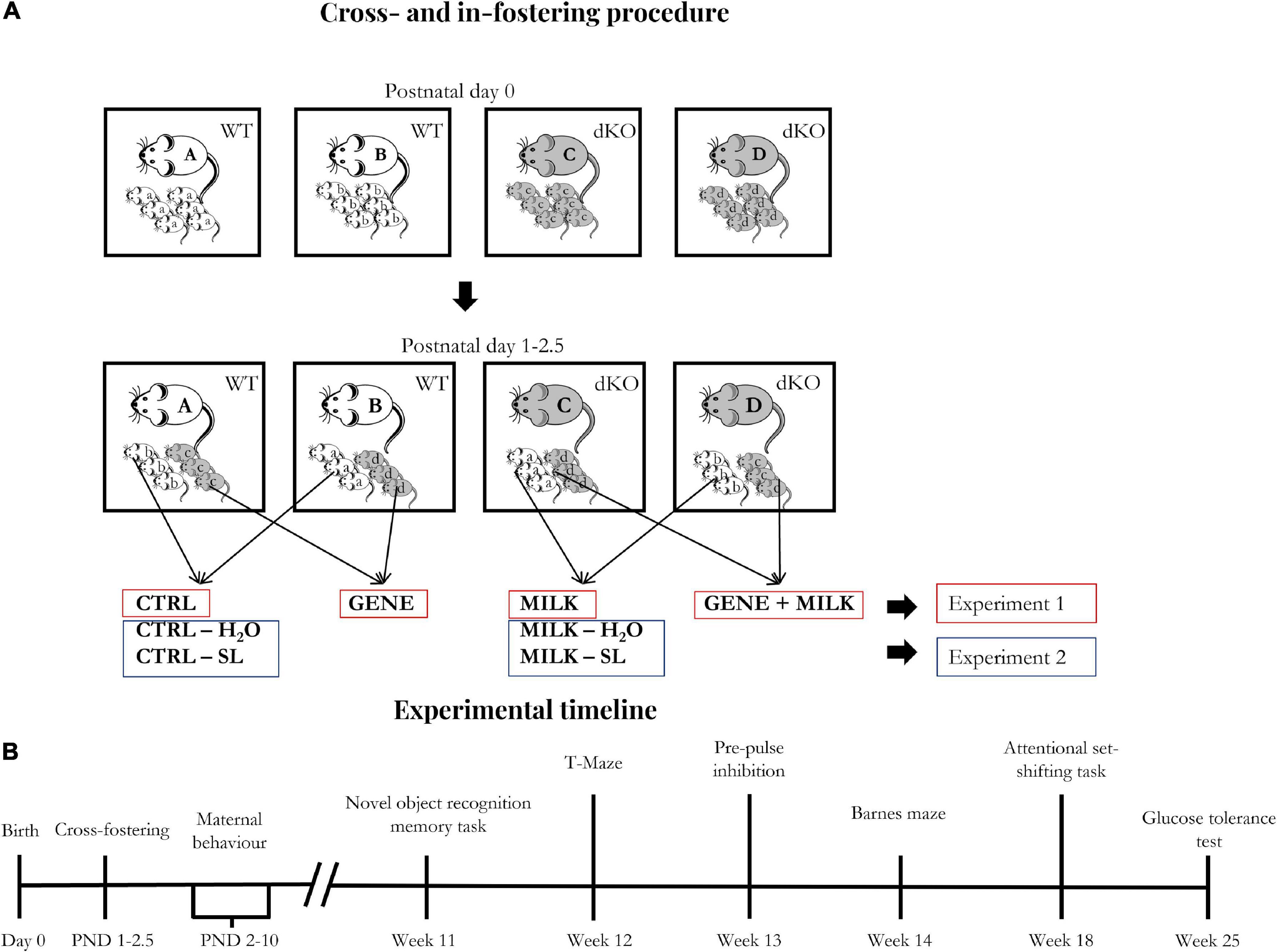 Long-term consequences of reduced availability and compensatory supplementation of sialylated HMOs on cognitive capabilities